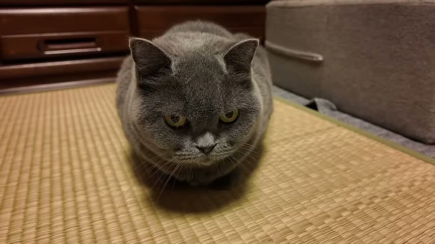 愛猫グレ子